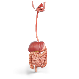 Our Digestive System