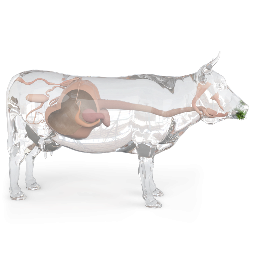 Ruminant Digestion