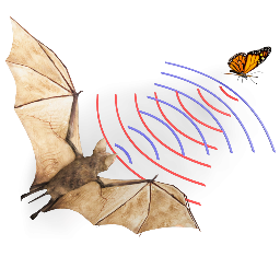 Echolocation