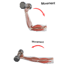 Muscular Force