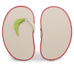 Dicot Seed