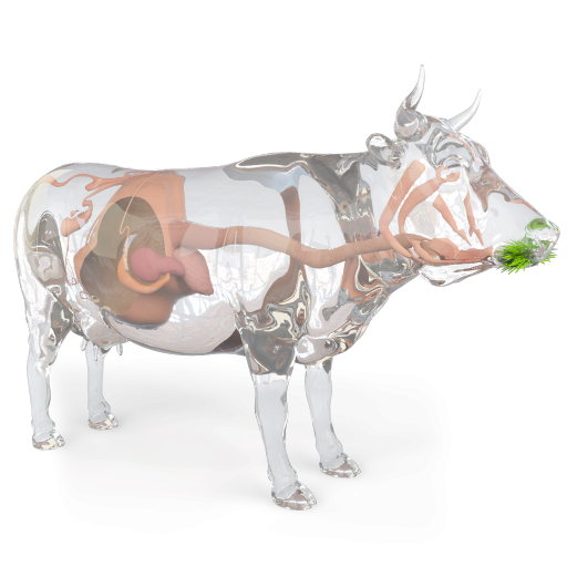 Ruminant Digestive System