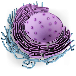 Endoplasmic Reticulum