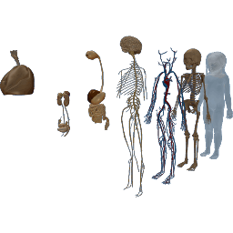 Child Anatomy
