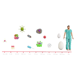 Size Scale of Cells