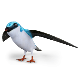 Swallow 2