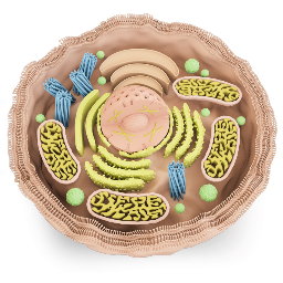 Human Cell