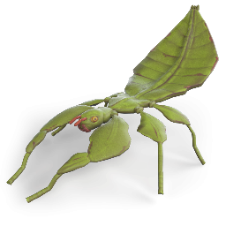Leaf Insect
