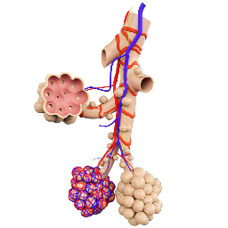 Respiratory Bronchiole