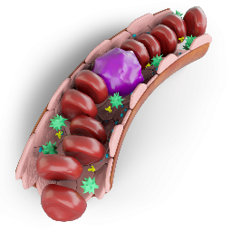 Blood Vessel Structure