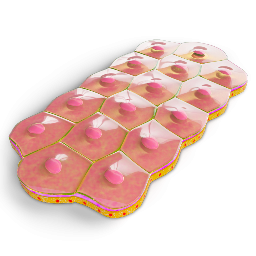 Epithelium - Simple Squamous
