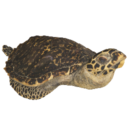 Hawksbill Sea Turtle
