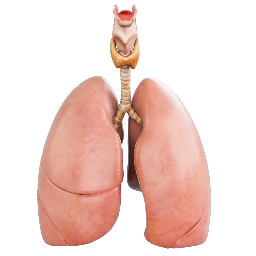 Human Lungs Anatomy