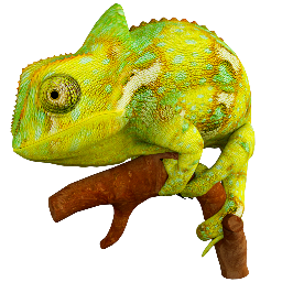 Chameleon