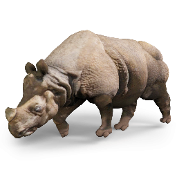 Indian Rhinoceros