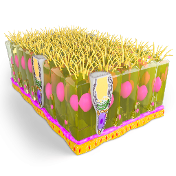 Epithelium - Pseudostratified Columnar