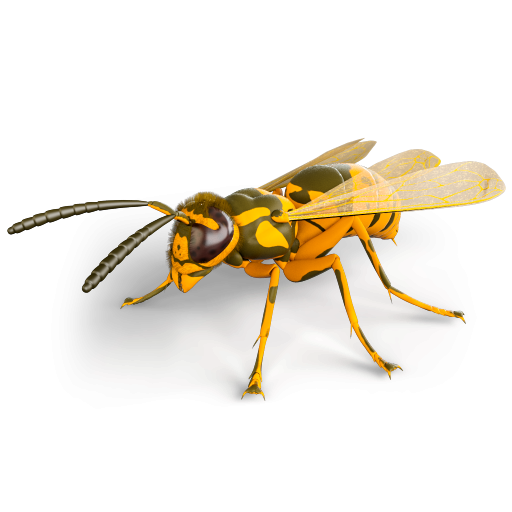 Wasp