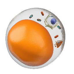 White Fat Cell