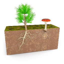 Ectomycorrhiza