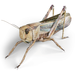 Grasshopper