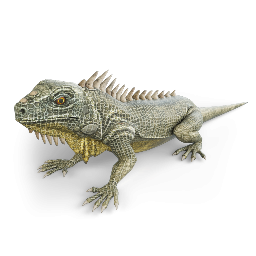 Iguana