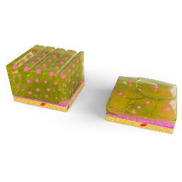 Transitional Epithelium