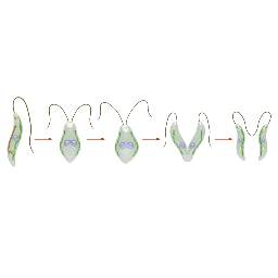 Longitudinal Binary Fission - Leishmania