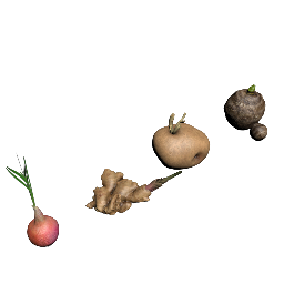 Vegetative Propagation by Underground Stems