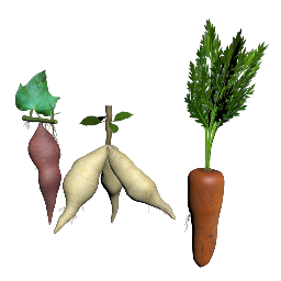 Vegetative Propagation by Roots