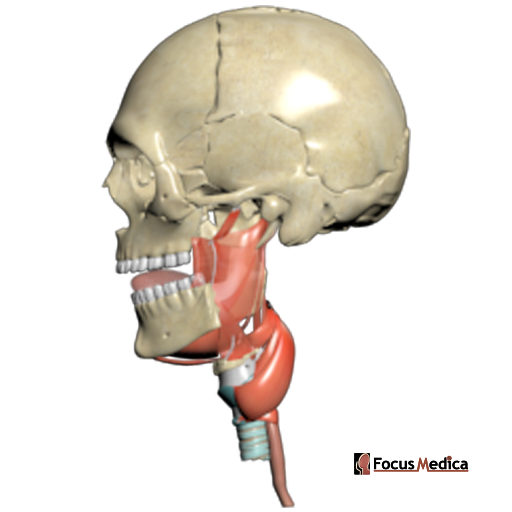 Muscles of the pharynx