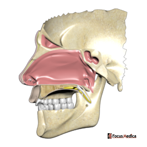Septum of the nose