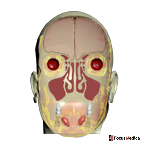 coronal setion of nasal cavity and oral cavity