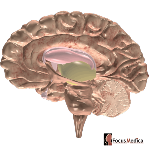 Brain cross section