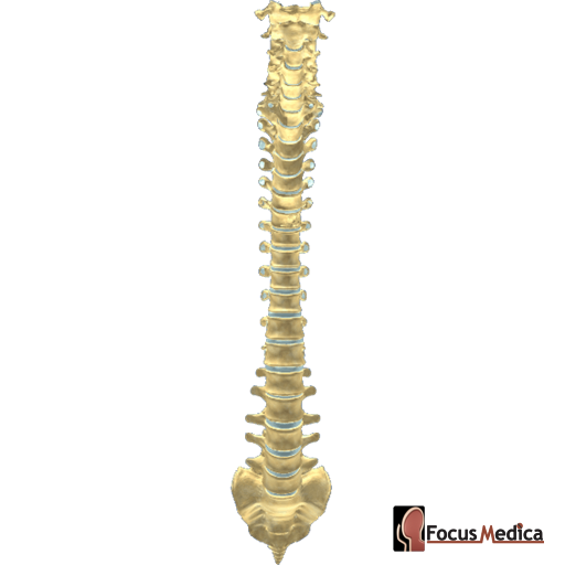 Vertebral column anterior