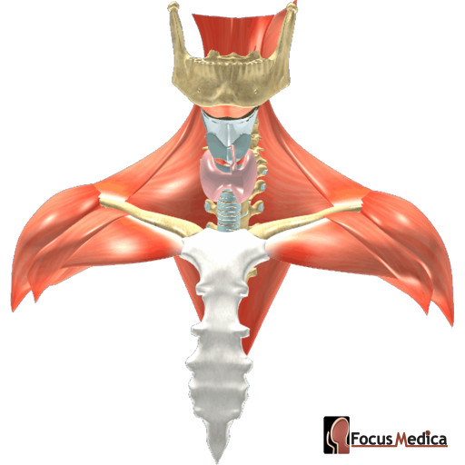 Viscera of the neck