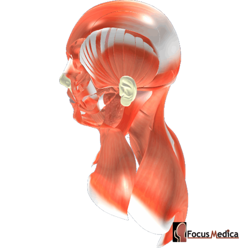 Face and scalp muscles lateral view