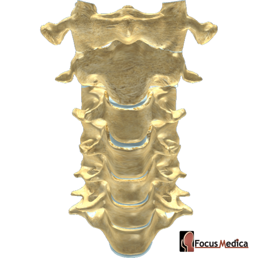 Cervical vertebrae