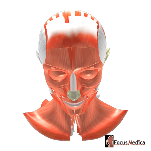 Face and sclap muscles anterior