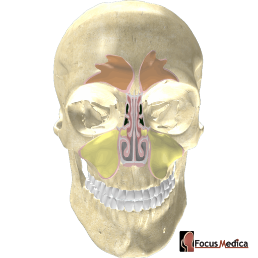 Sinus
