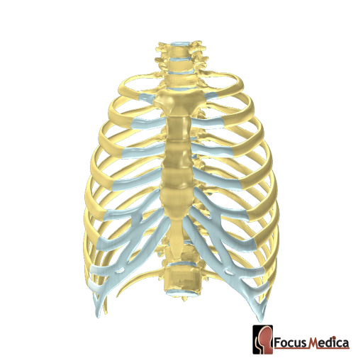 Thoracic cage