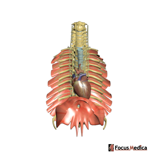 Thoracic autonomics