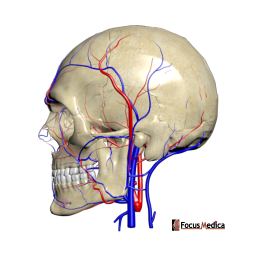 Infratemporal fossa arteries and veins