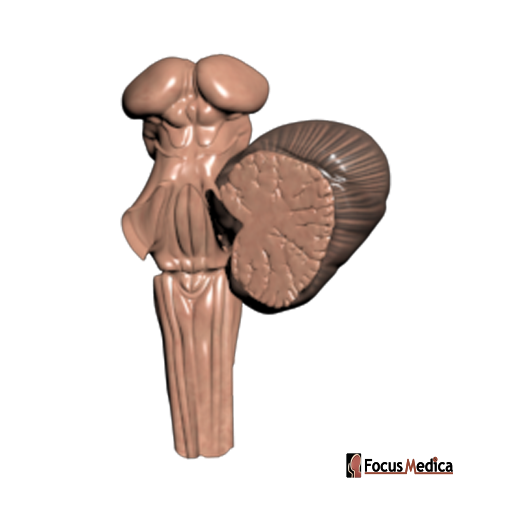 Brainstem and cerebellum