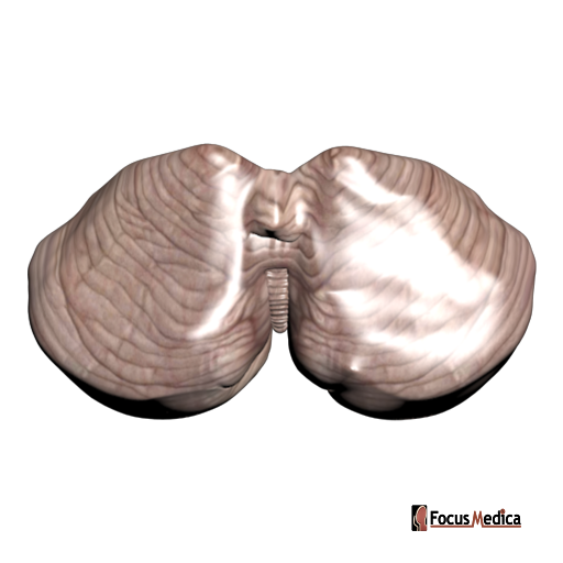 Cerebellum upper surface