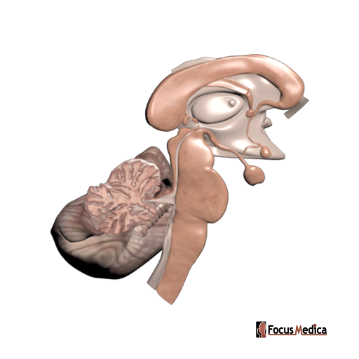 Fourth Ventricle Sagittal Section