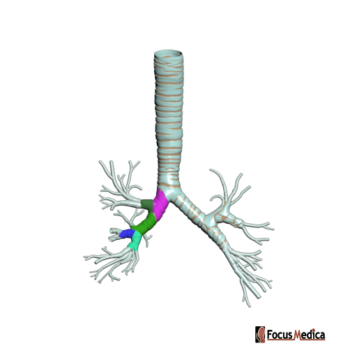 Right tracheobronchial tree