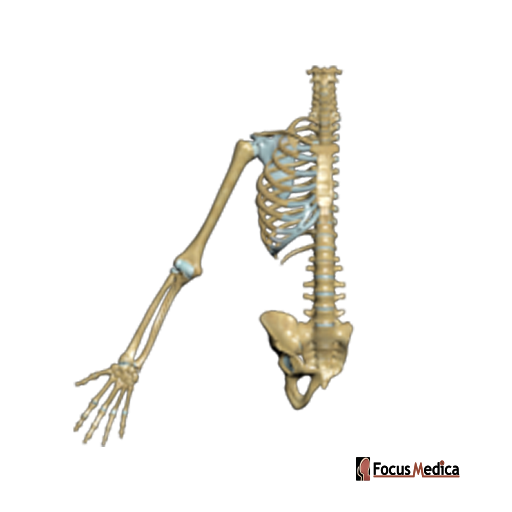Bones of the arm