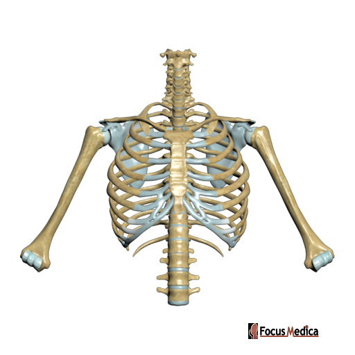 Posterior surface