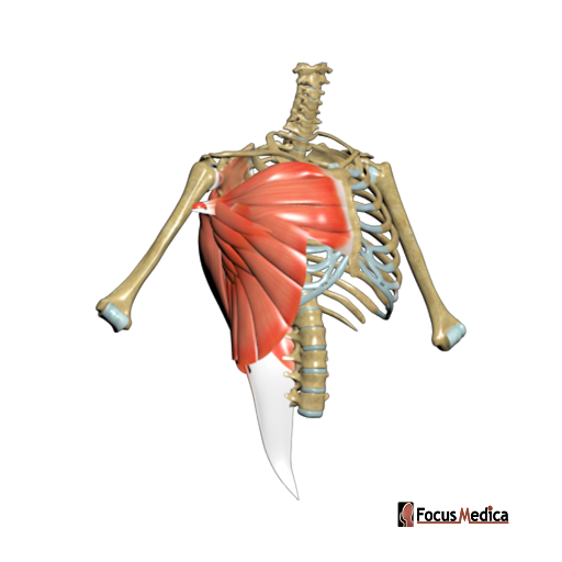 Muscles and bones