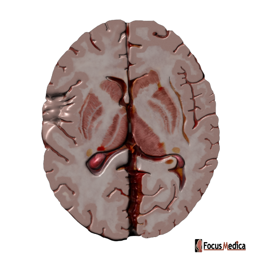 Horizontal section of the cerebrum